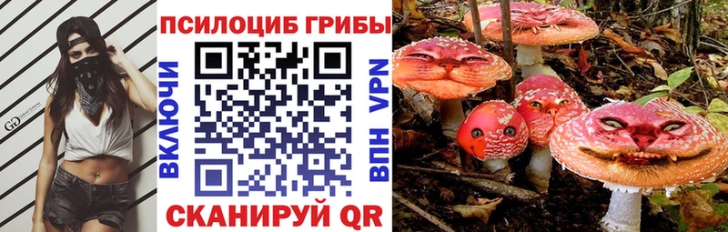 Купить где  Бирюч  Галлюциногенные грибы Psilocybine cubensis 